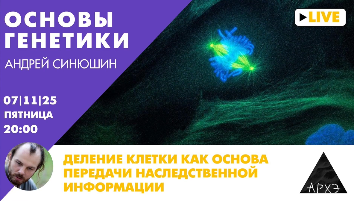 [Архэ] Андрей Синюшин ― Деление клетки как основа _0.png